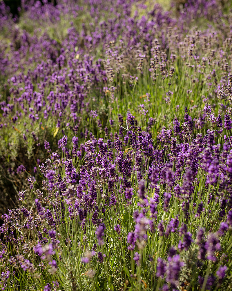 Multi Use Oil Lavendel